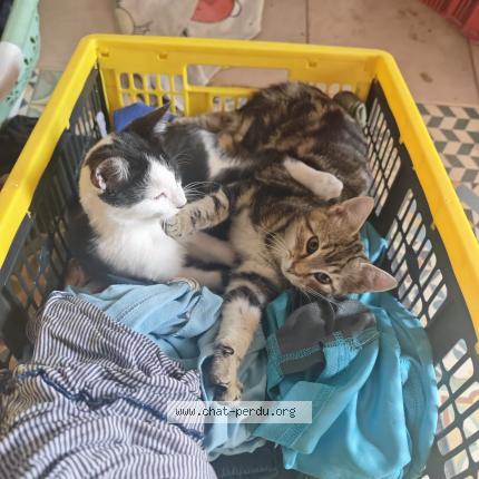 Photo 1/1 Guilhem Mandrou Chat lost in Vestric et candiac