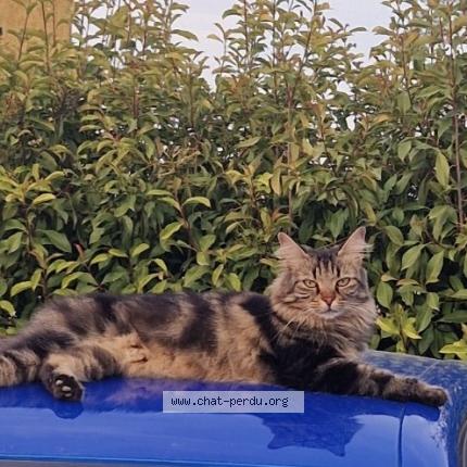 Photo 1/1 Ma&iuml;a Chat lost in Brignoles