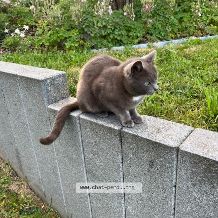 Photo 1/1 Gris-gris Chat lost in Obersoultzbach