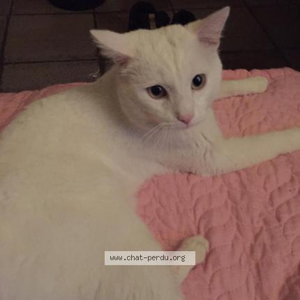 Photo 1/1 Attila Chat lost in Begles