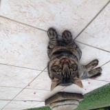 Picture of cat lost at Courtenay