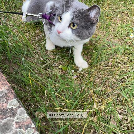 Photo 1/1 Bébé Rey Chat lost in Albi