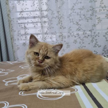 Photo 1/1 Zoji Chat lost in Islamabad