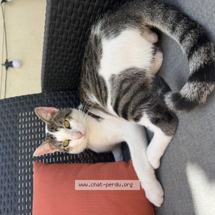 Photo 1/1 Piper Chat lost in Nailloux