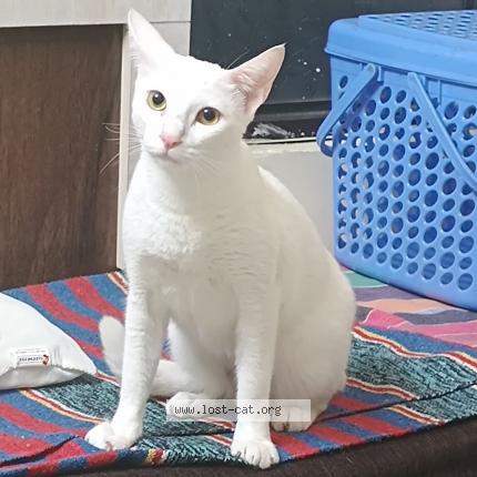 Photo 1/1 Miki Chat lost in Pune