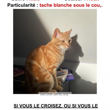 Photo 1/1 Rookie Chat lost in Verneuil sur avre