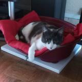 Picture of cat lost at Palaiseau