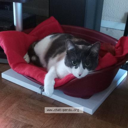 Photo 1/1 Pearl Chat lost in Palaiseau