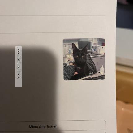 Photo 1/1 Found cat Found in High point