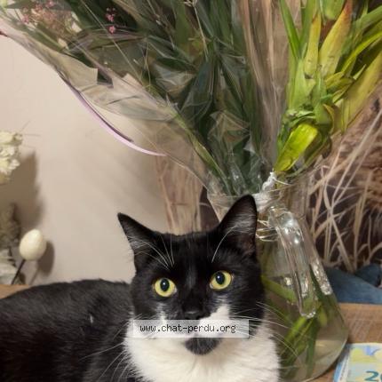 Foto van vermiste kat in Ans