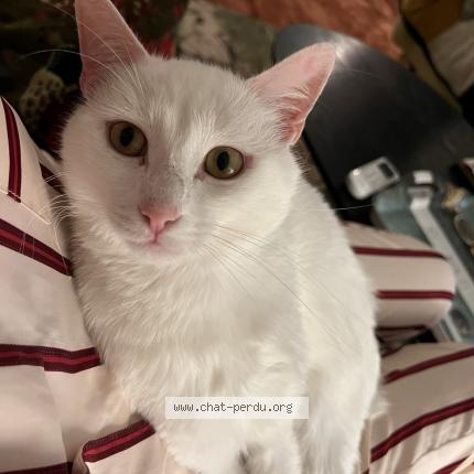 Photo 1/1 Neige Chat lost in Triel sur seine