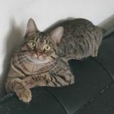 Picture of cat lost at L Hay Les Roses