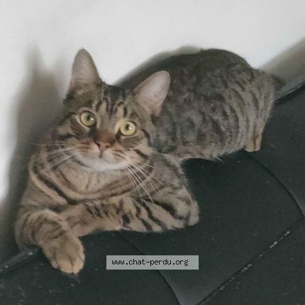 Photo 1/1 BUL Chat lost in L hay les roses