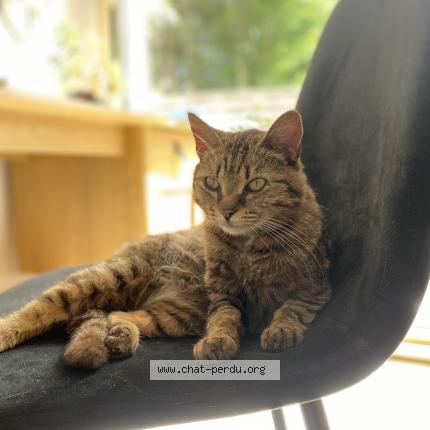 Photo 1/1 Mimi Chat lost in Le teich