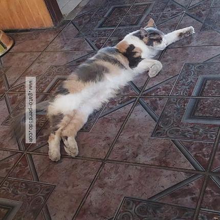 Photo 1/1 Lissi Chat lost in Santiago