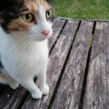 Picture of cat lost at Bertrix