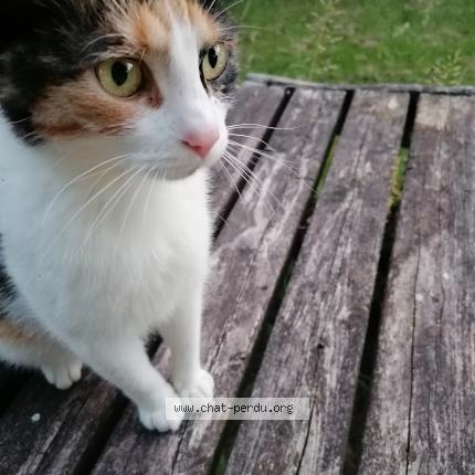 Photo 1/3 Bonita Chat lost in Bertrix