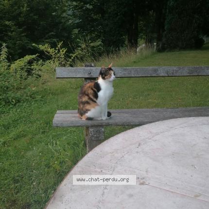 Photo 3/3 Bonita Chat lost in Bertrix