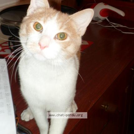 Photo 1/1 Oscar Chat lost in Vanves