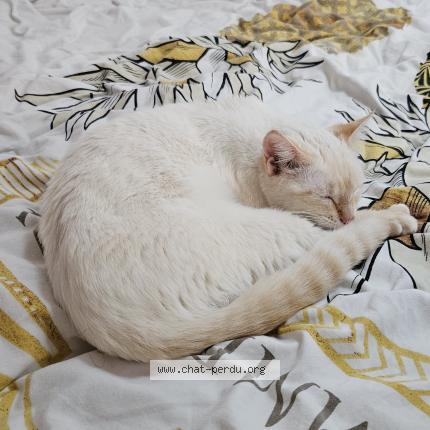 Photo 1/1 IRIS Chat lost in Bouc bel air