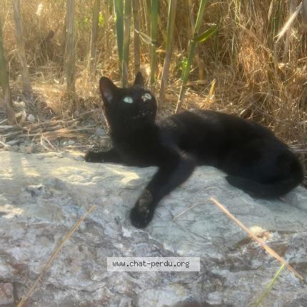 Photo 1/1 Lola Chat lost in Perols