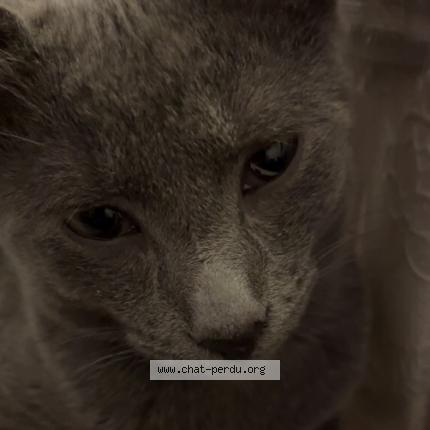 Photo 1/1 Ace Chat lost in Liege