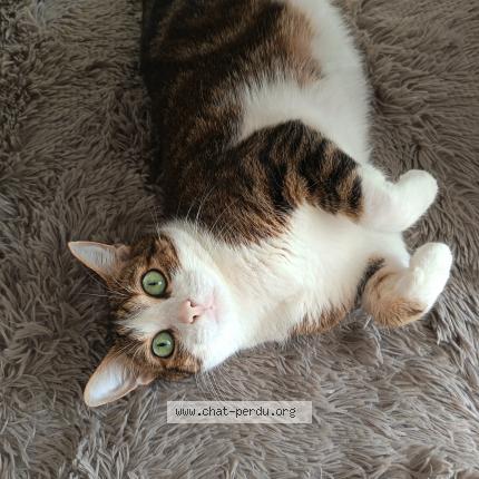 Photo 1/1 Bilbo Chat lost in Bruges