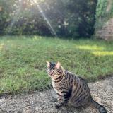 Picture of cat lost at Antony