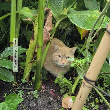 Photo 1/1 Found cat Found in Lorient