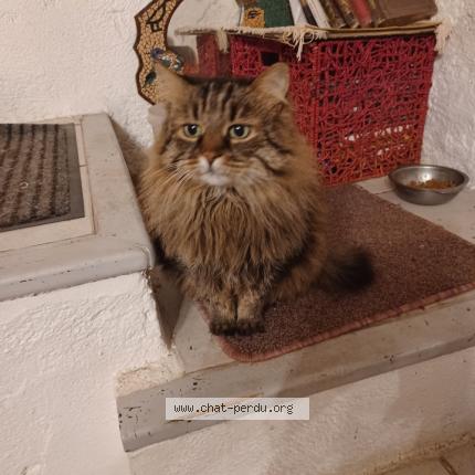 Photo 1/1 Sibelle Chat lost in Amelie les bains