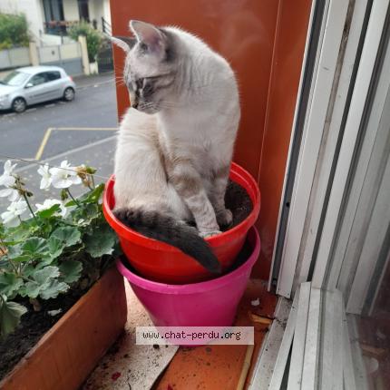 Photo 1/1 Rocco Chat lost in Arcueil