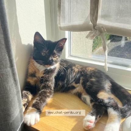 Photo 1/1 LANA Chat lost in Noduwez