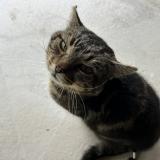 Picture of cat found at Anneville Ambourville