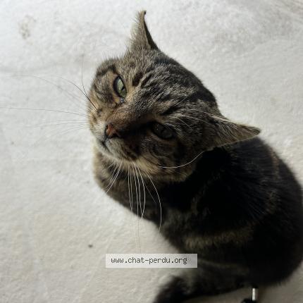 Photo 1/1 Found cat Found in Anneville ambourville