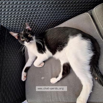 Photo 1/1 Willow Chat lost in Azille