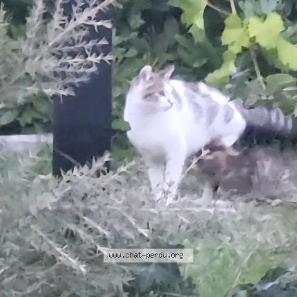 Photo 1/1 Found cat Found in Riantec