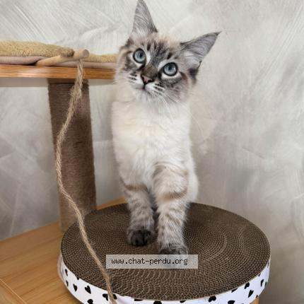 Photo 1/1 Anis Chat lost in Chateauroux