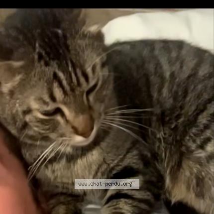 Photo 1/4 Tao Chat lost in Vieux thann