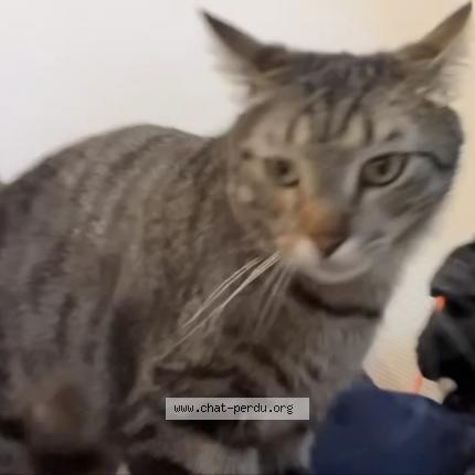 Photo 2/4 Tao Chat lost in Vieux thann