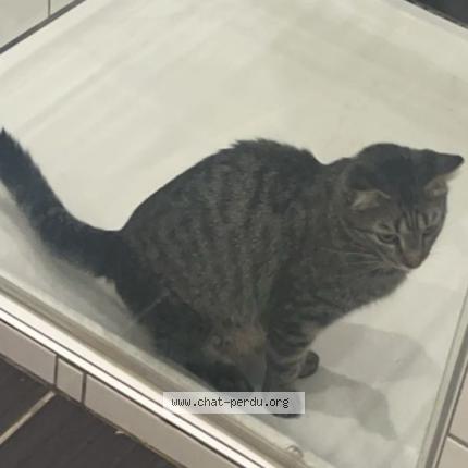 Photo 3/4 Tao Chat lost in Vieux thann