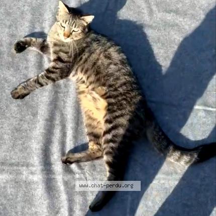 Photo 4/4 Tao Chat lost in Vieux thann