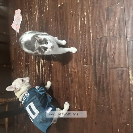 Photo 1/1 Vanish Chat lost in Philadelphia