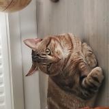 Picture of cat lost at Lyon