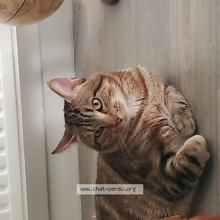 Photo 1/1 Billy Chat lost in Lyon