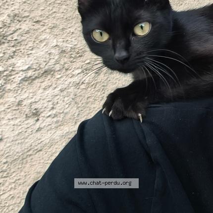 Photo 1/1 Orph&eacute;e Chat lost in Echenoz la meline