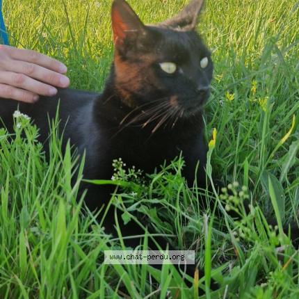 Photo 1/1 Noché Chat lost in Bouxwiller