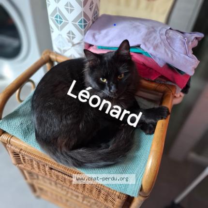 Photo 1/1 Bruno Fornara Bruno Chat lost in Fessenheim