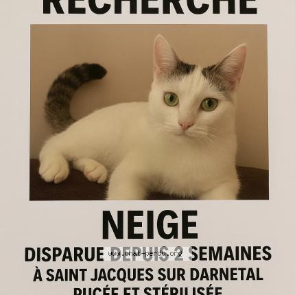 Photo 1/1 Neige Chat lost in 76160 saint jacques sur darneta