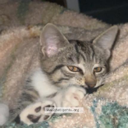 Photo 1/1 Kalinou Chat lost in Noisy le sec