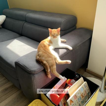 Photo 1/1 Patoune Chat lost in La chapelle d armentieres